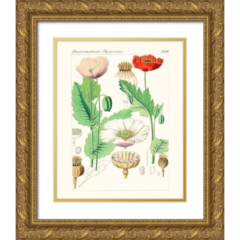 Bright Botanicals II Gold Ornate Wood Framed Art Print with Double Matting by Unknown