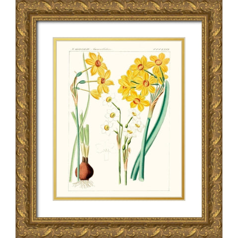 Bright Botanicals III Gold Ornate Wood Framed Art Print with Double Matting by Unknown