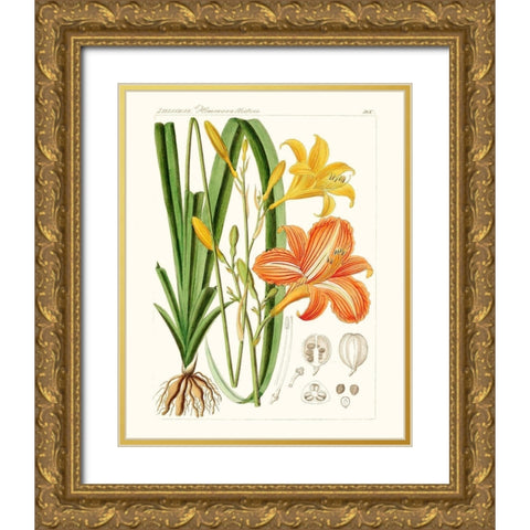 Bright Botanicals VIII Gold Ornate Wood Framed Art Print with Double Matting by Unknown