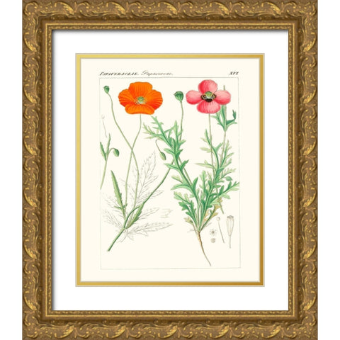 Bright Botanicals IX Gold Ornate Wood Framed Art Print with Double Matting by Unknown