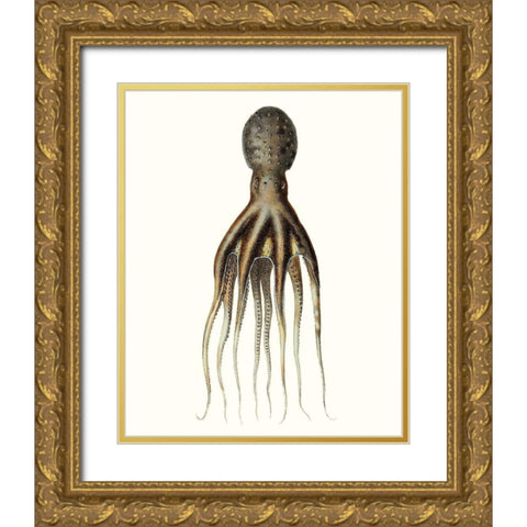 Antique Octopus Collection V Gold Ornate Wood Framed Art Print with Double Matting by Unknown