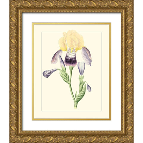 Purple Irises II Gold Ornate Wood Framed Art Print with Double Matting by Unknown