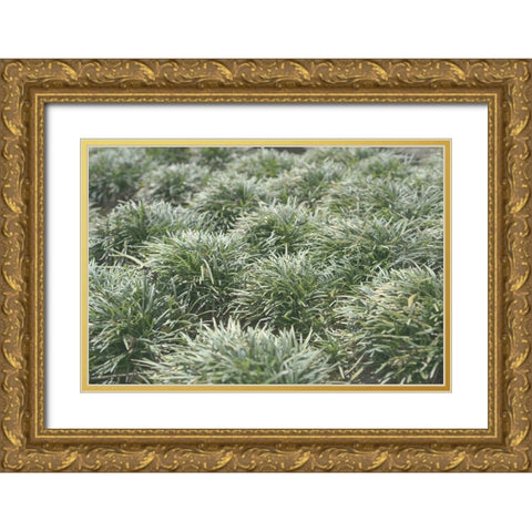 Natures Textures III Gold Ornate Wood Framed Art Print with Double Matting by Stramel, Renee W.