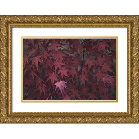 Natures Textures V Gold Ornate Wood Framed Art Print with Double Matting by Stramel, Renee W.