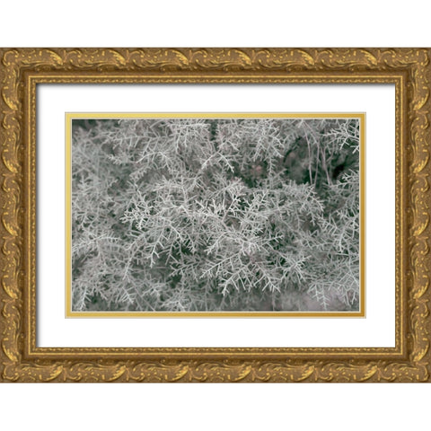 Natures Textures VI Gold Ornate Wood Framed Art Print with Double Matting by Stramel, Renee W.