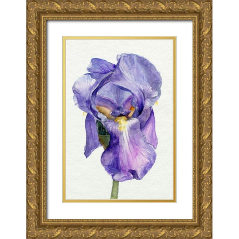 Iris in Bloom II Gold Ornate Wood Framed Art Print with Double Matting by Parker, Jennifer Paxton