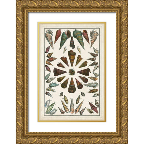 Grand Seba Shells II Gold Ornate Wood Framed Art Print with Double Matting by Seba, Albertus