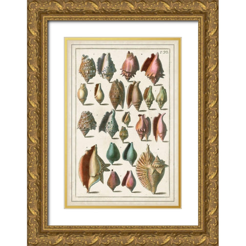 Grand Seba Shells III Gold Ornate Wood Framed Art Print with Double Matting by Seba, Albertus