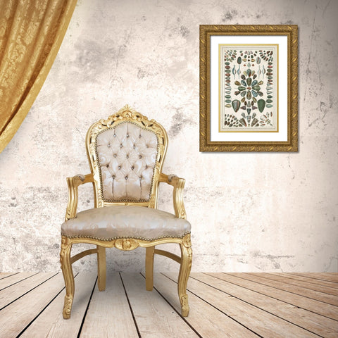 Grand Seba Shells IV Gold Ornate Wood Framed Art Print with Double Matting by Seba, Albertus