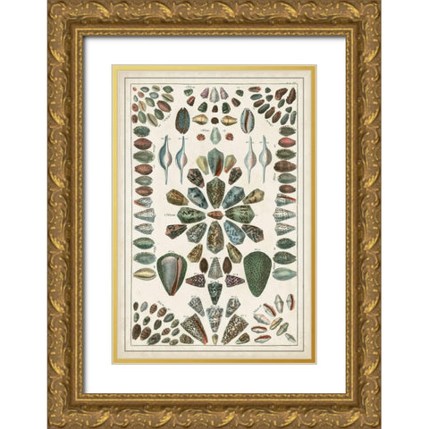Grand Seba Shells IV Gold Ornate Wood Framed Art Print with Double Matting by Seba, Albertus