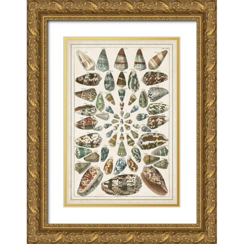 Grand Seba Shells V Gold Ornate Wood Framed Art Print with Double Matting by Seba, Albertus
