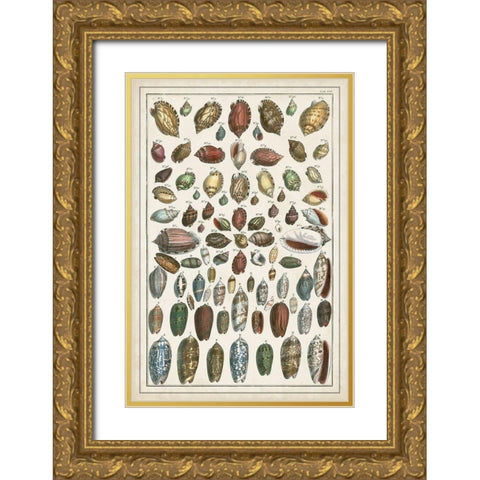 Grand Seba Shells VI Gold Ornate Wood Framed Art Print with Double Matting by Seba, Albertus