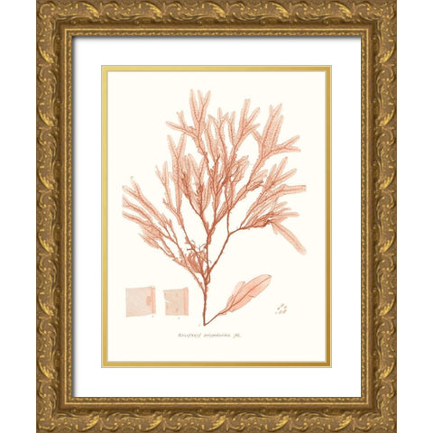 Vivid Coral Seaweed V Gold Ornate Wood Framed Art Print with Double Matting by Vision Studio