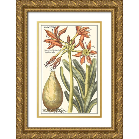 Botanical Beauty III Gold Ornate Wood Framed Art Print with Double Matting by Vision Studio