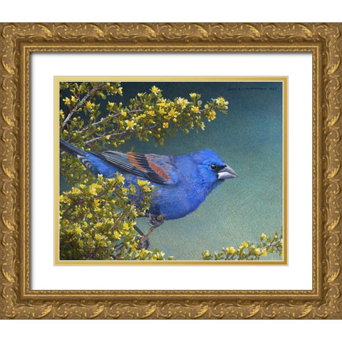 Blue Grosbeak Gold Ornate Wood Framed Art Print with Double Matting by Vest, Chris