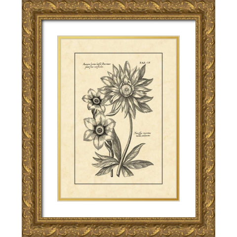 Vintage Besler I Gold Ornate Wood Framed Art Print with Double Matting by Besler, Basilius