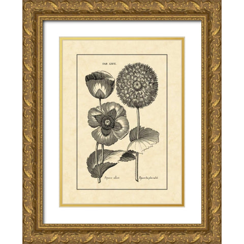 Vintage Besler III Gold Ornate Wood Framed Art Print with Double Matting by Besler, Basilius