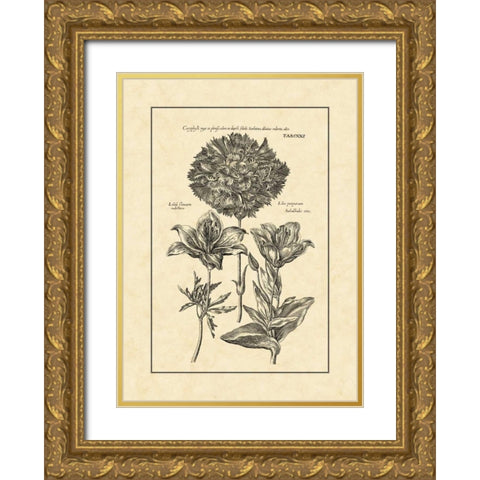 Vintage Besler IV Gold Ornate Wood Framed Art Print with Double Matting by Besler, Basilius