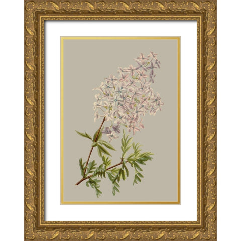 Botanical Array II Gold Ornate Wood Framed Art Print with Double Matting by Vision Studio