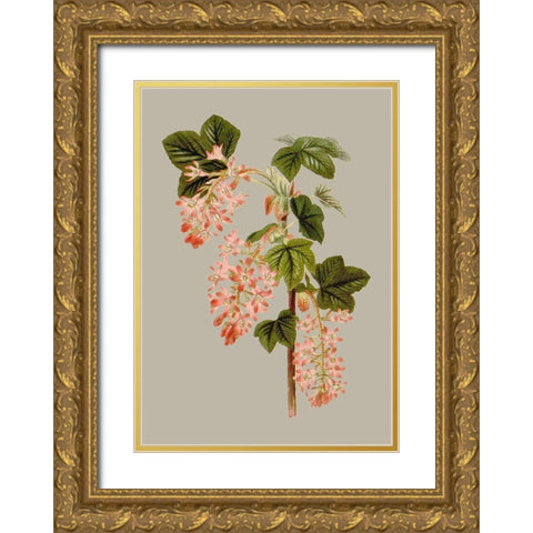 Botanical Array V Gold Ornate Wood Framed Art Print with Double Matting by Vision Studio