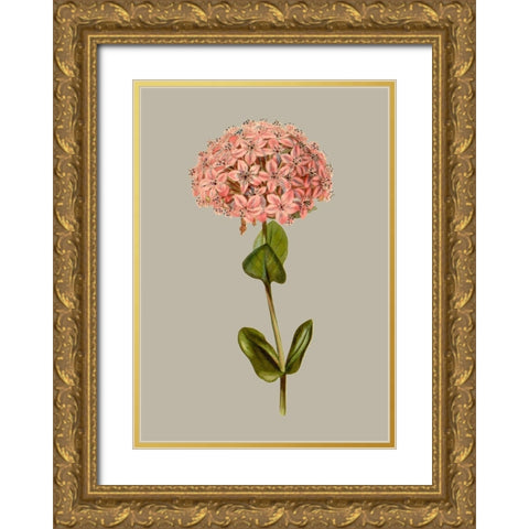 Botanical Array VIII Gold Ornate Wood Framed Art Print with Double Matting by Vision Studio