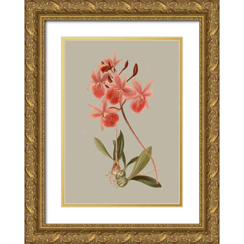 Botanical Array IX Gold Ornate Wood Framed Art Print with Double Matting by Vision Studio