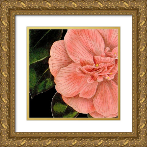 Dramatic Camellia I Gold Ornate Wood Framed Art Print with Double Matting by Vision Studio