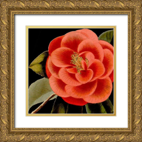 Dramatic Camellia III Gold Ornate Wood Framed Art Print with Double Matting by Vision Studio