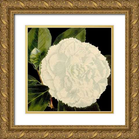 Dramatic Camellia IV Gold Ornate Wood Framed Art Print with Double Matting by Vision Studio