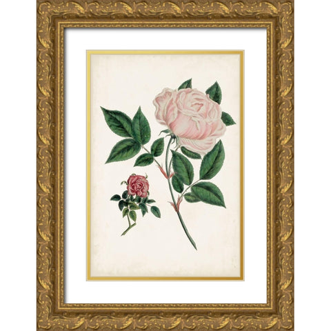 Vintage Rose Clippings I Gold Ornate Wood Framed Art Print with Double Matting by Vision Studio