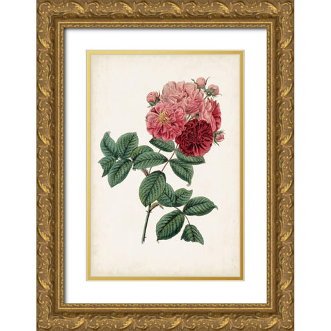 Vintage Rose Clippings III Gold Ornate Wood Framed Art Print with Double Matting by Vision Studio