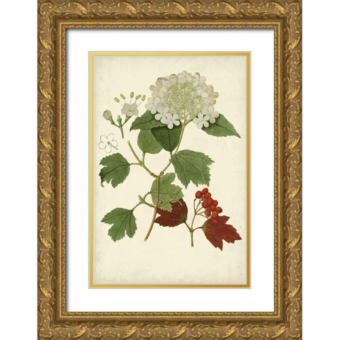 Flowering Viburnum I Gold Ornate Wood Framed Art Print with Double Matting by Vision Studio