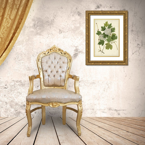 Flowering Viburnum II Gold Ornate Wood Framed Art Print with Double Matting by Vision Studio