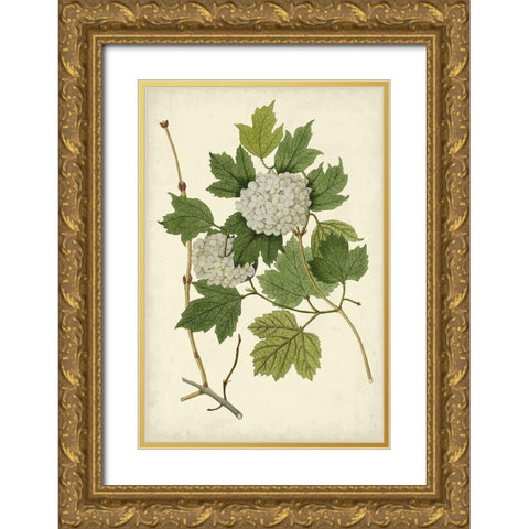 Flowering Viburnum II Gold Ornate Wood Framed Art Print with Double Matting by Vision Studio