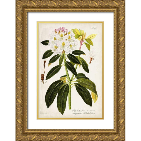 Vintage Rhododendron I Gold Ornate Wood Framed Art Print with Double Matting by Vision Studio