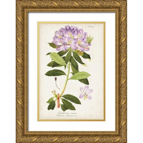 Vintage Rhododendron II Gold Ornate Wood Framed Art Print with Double Matting by Vision Studio