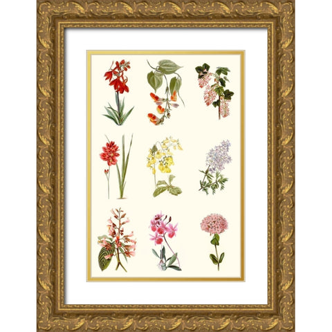 Botanical Array Chart Gold Ornate Wood Framed Art Print with Double Matting by Vision Studio