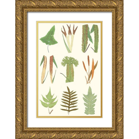 Antique Fern Chart Gold Ornate Wood Framed Art Print with Double Matting by Vision Studio
