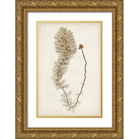 Sepia Seaweed III Gold Ornate Wood Framed Art Print with Double Matting by Vision Studio