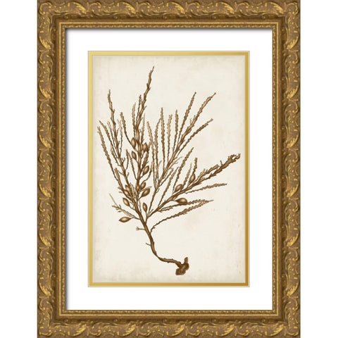 Sepia Seaweed V Gold Ornate Wood Framed Art Print with Double Matting by Vision Studio