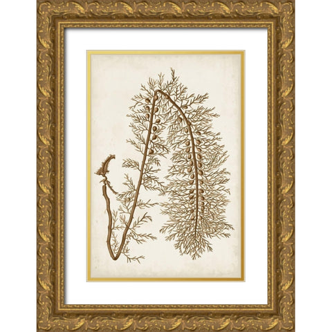 Sepia Seaweed VI Gold Ornate Wood Framed Art Print with Double Matting by Vision Studio