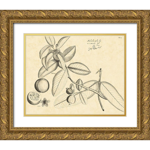 Vintage Leaf Study III Gold Ornate Wood Framed Art Print with Double Matting by Von Drakenstein, H.