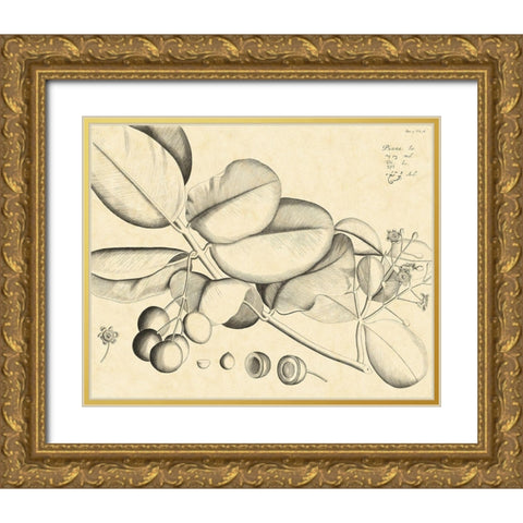 Vintage Leaf Study IV Gold Ornate Wood Framed Art Print with Double Matting by Von Drakenstein, H.