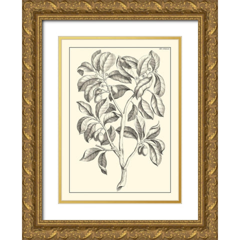 Non-Embellished Antique Foliage I Gold Ornate Wood Framed Art Print with Double Matting by Buchoz, Pierre Josep
