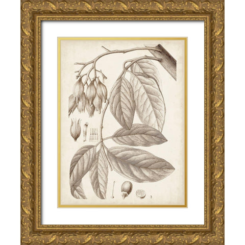 Sepia Exotic Plants VI Gold Ornate Wood Framed Art Print with Double Matting by Vision Studio