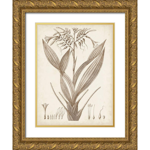 Sepia Exotic Plants VII Gold Ornate Wood Framed Art Print with Double Matting by Vision Studio