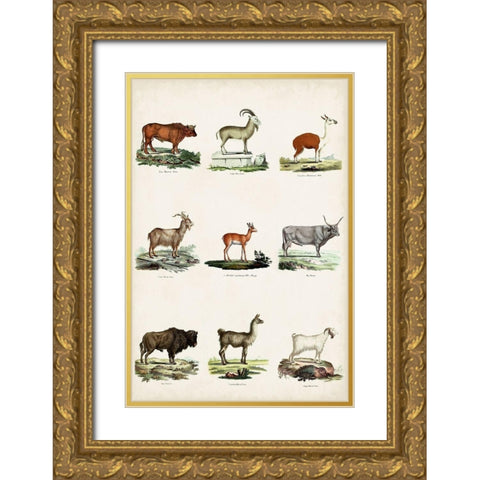 Antique Animal Chart I Gold Ornate Wood Framed Art Print with Double Matting by Vision Studio