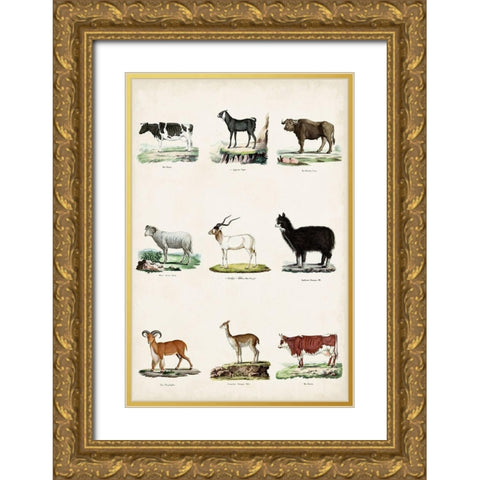 Antique Animal Chart II Gold Ornate Wood Framed Art Print with Double Matting by Vision Studio