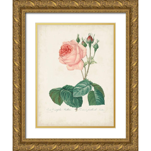 Vintage Redoute Roses I Gold Ornate Wood Framed Art Print with Double Matting by Redoute, Pierre