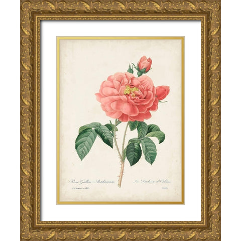 Vintage Redoute Roses III Gold Ornate Wood Framed Art Print with Double Matting by Redoute, Pierre